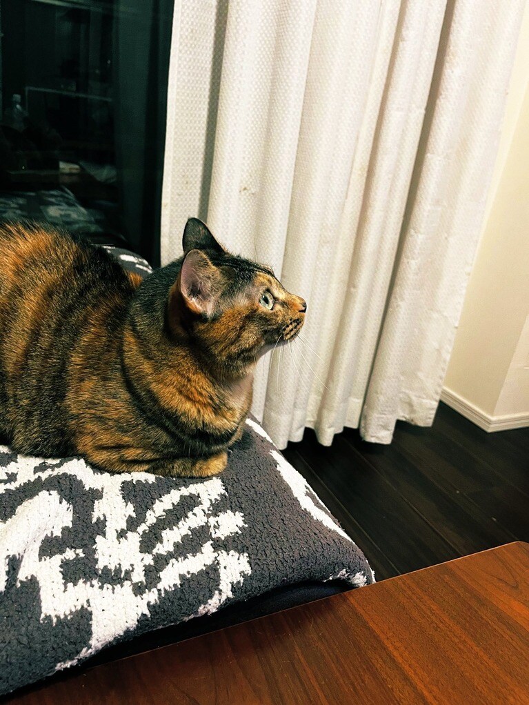 「違うアプローチで愛猫家としてのアイデンティティを保持してます」（純さん）