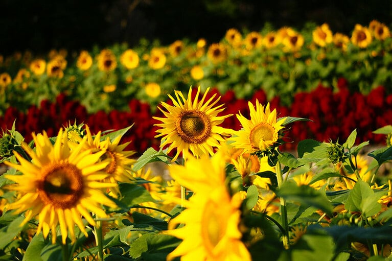 山田ひまわり園。