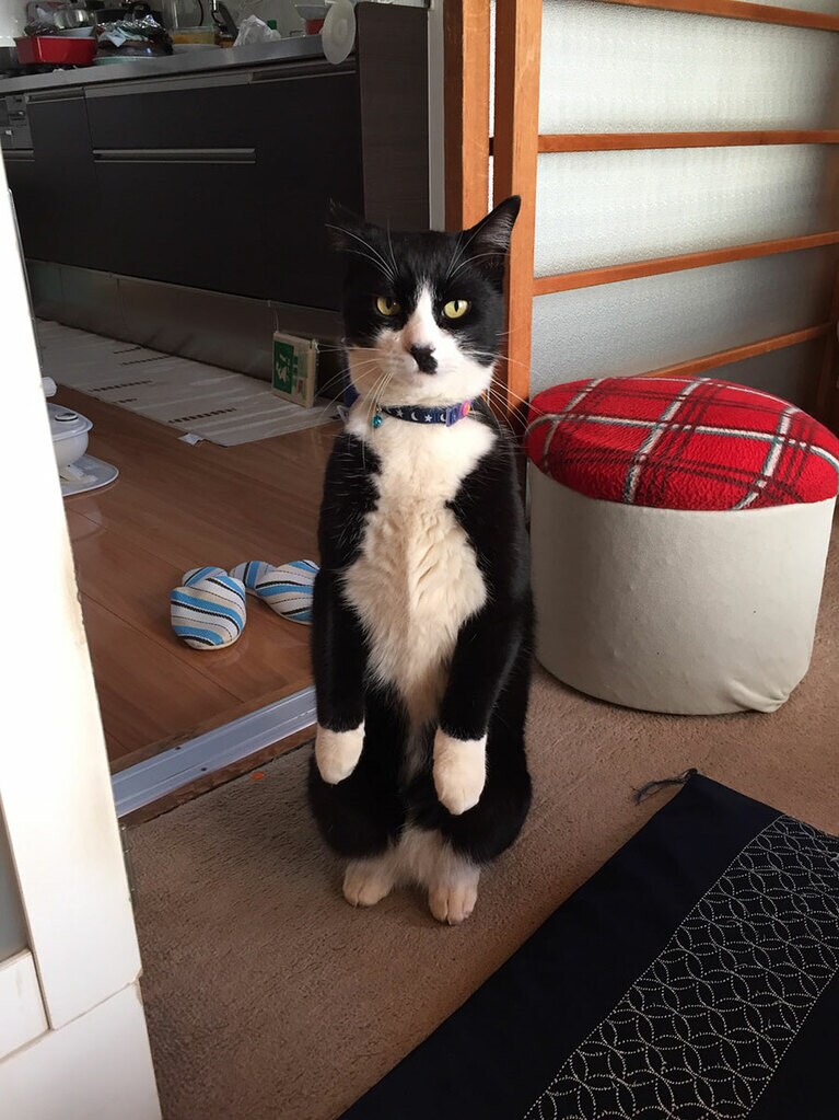 ちょび オス 13歳。とにかく人見知りです。玄関のインターホンがファミマの入店音ですが、あの音がすると毎回ではないですが、誰誰？と言わんばかりに立ち上がって。しかもちょっとだけタキシードの様な。顔もお鼻におまけがついていてそんな所も可愛いんです。我が家には小さい子供がいないので、お年寄りには孫がわりです（すぎおちゃんさん）。