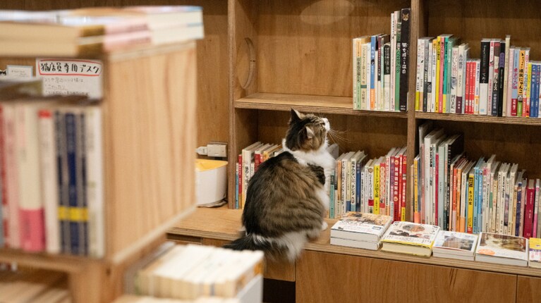 本の在庫もしっかりチェック……！