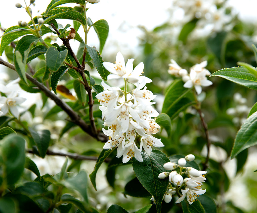 トレッキングコースは背丈ほどの木々が多く、椿だけでなく多彩な花が。卯の花の白と岩の黒のコントラストが面白い。