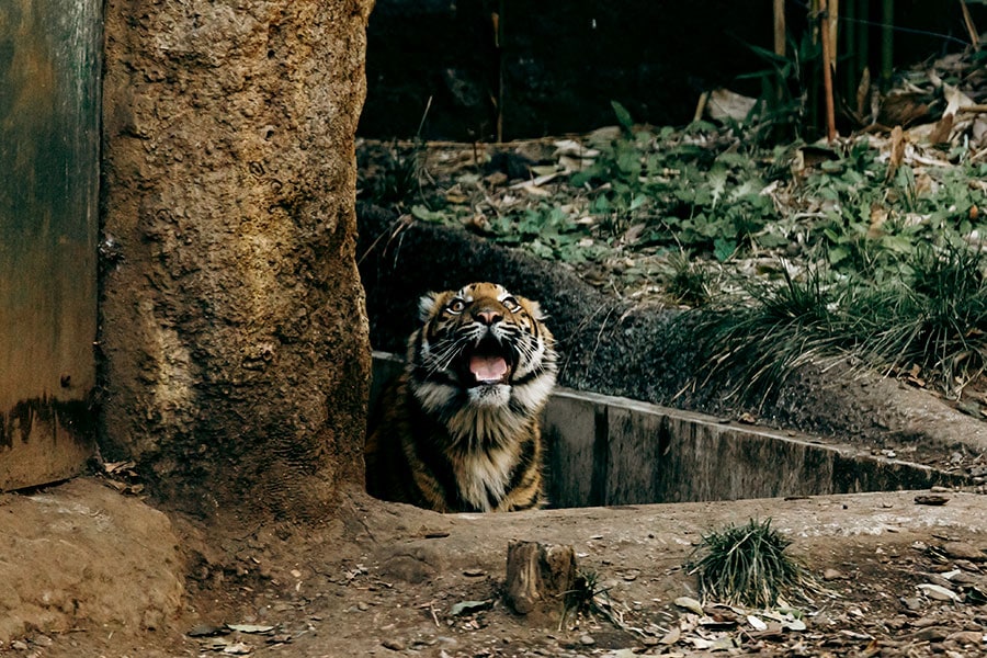 2023年4月に上野動物園で誕生したアサ。