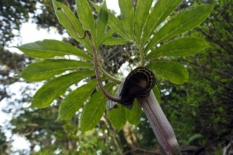 ナンゴクウラシマソウ。見たこともない植物も。島には国の天然記念物、エラブオオコウモリも生息しています。