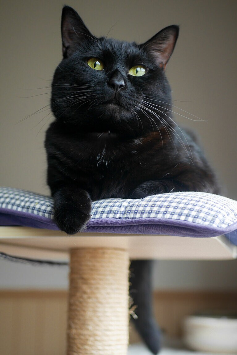 ここあ ♀	8歳。シニア期に突入しましたが、黒々艶々元気な猫です。