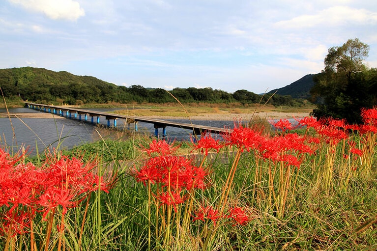 【高知県】四万十川沿いの曼殊沙華。