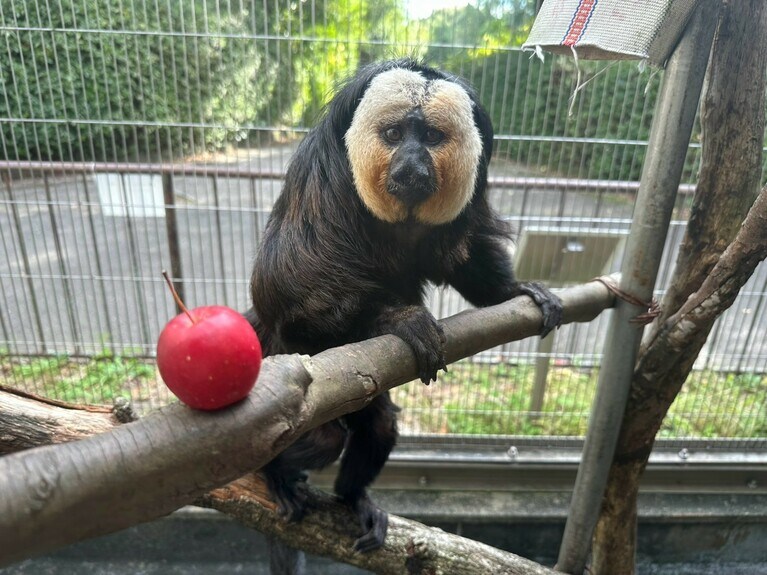 お食事中のモップくん（過去の画像）。