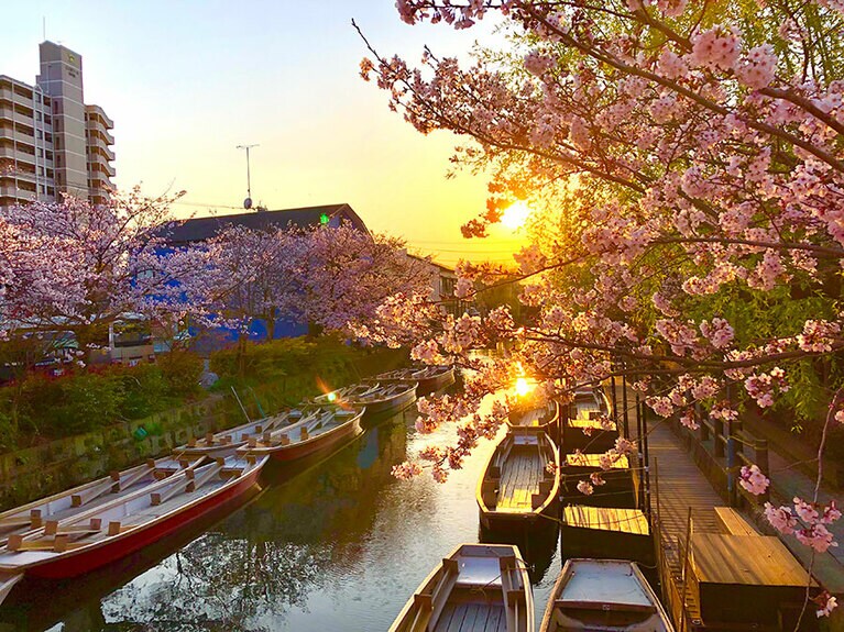 柳川川下りと堀割沿いの桜。