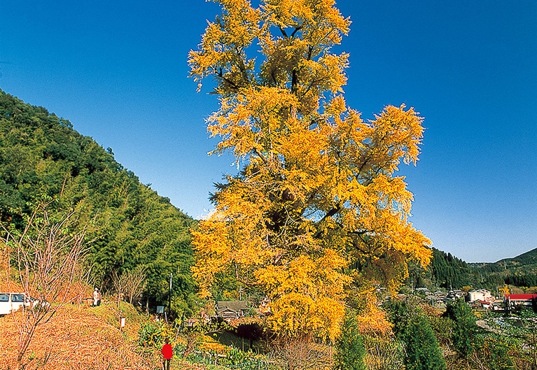 去川のイチョウ。提供：宮崎県観光協会