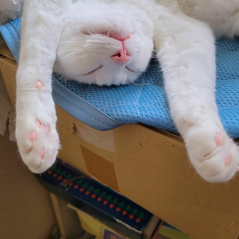 シロ ♂ 4歳。バンザイ猫して寝てます（潦　昶さん）