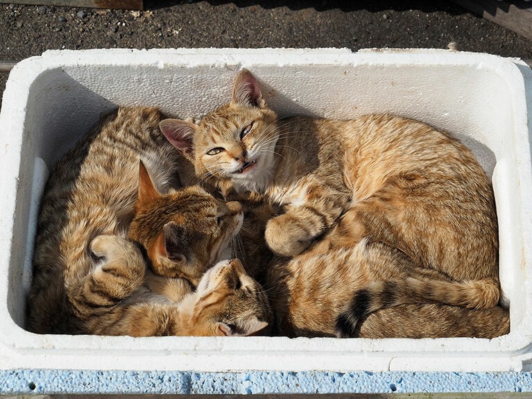 「キジトラにゃんこの詰め合わせセットなのニャ。お歳暮にいかがかニャ♪」