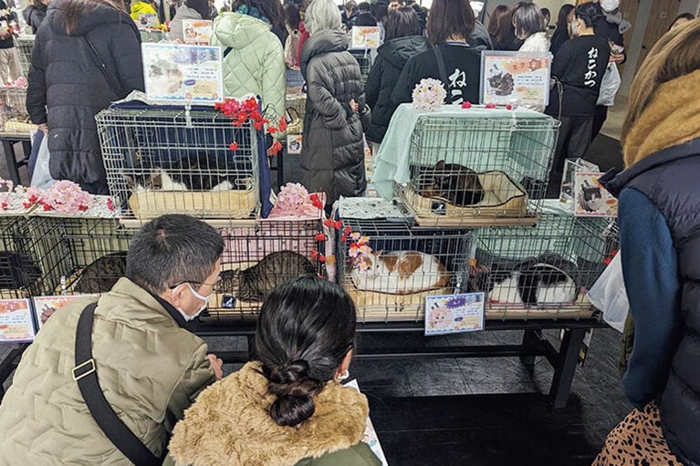 “シャーシャー猫”だけの譲渡会。