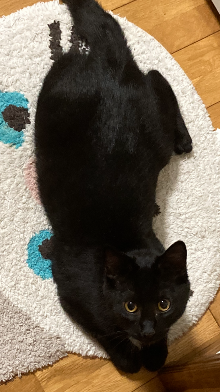 ブラッキー ♂ 0歳。生後7ヶ月で亡くなってしまいましたがたくさんの想い出をありがとう。天国でミッキーと仲良くしてるかな。