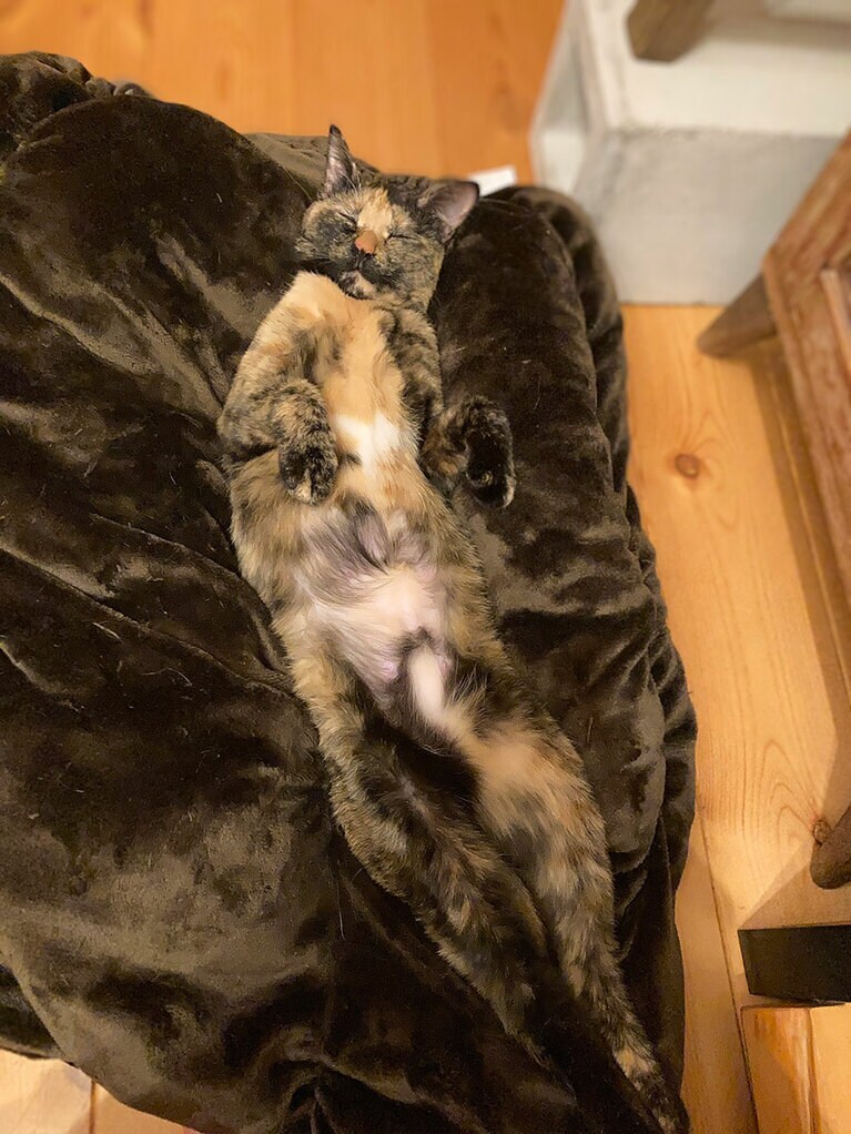 きみ ♀ 1歳。何をやっても起きません（necodaさん）