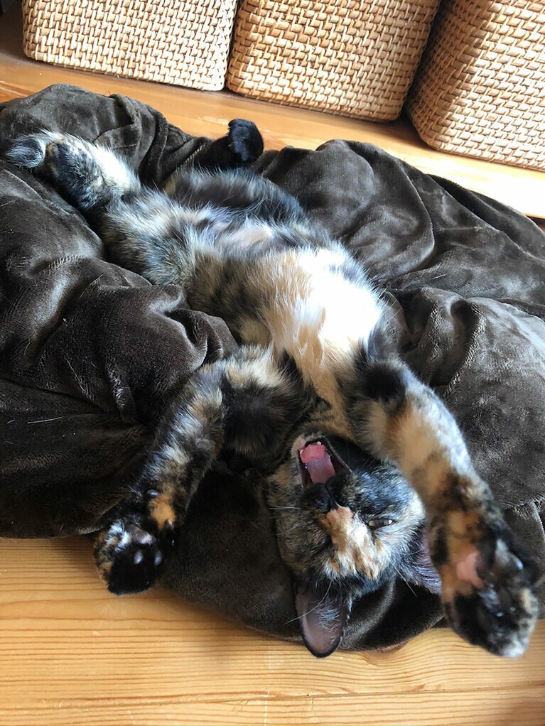 きみ ♀ 1歳。気持ちよすぎてすごい顔に…（necodaさん）