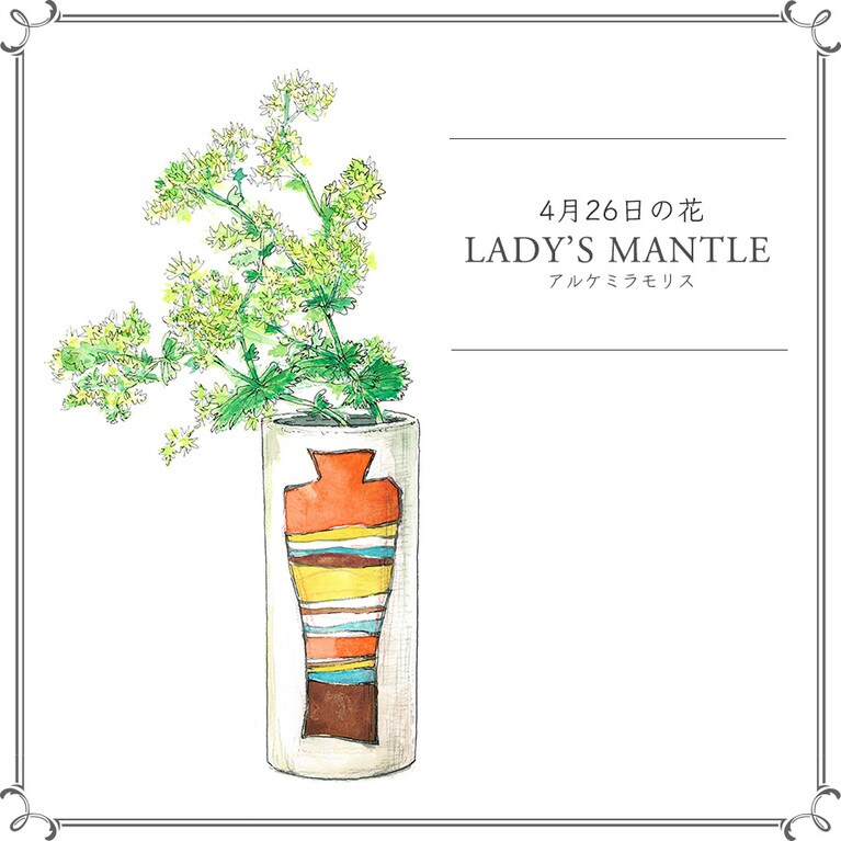 4月26日の花「アルケミラモリス」