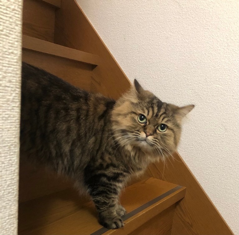 レオくん。階段の昇り降りも優雅に。
