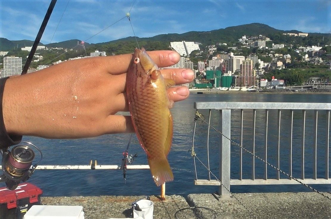 ベラは堤防釣りの代表的なゲスト魚