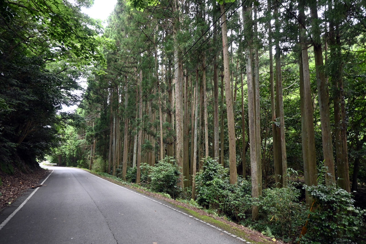 上島に入ると、緑の濃度が濃くなります。