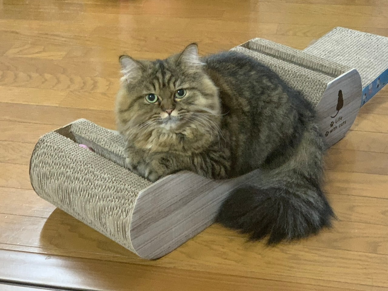 お気に入りの爪とぎの上でくつろぐレオくん。