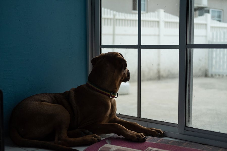 万が一の備えは、愛犬・愛猫の命を守ることに繋がります。