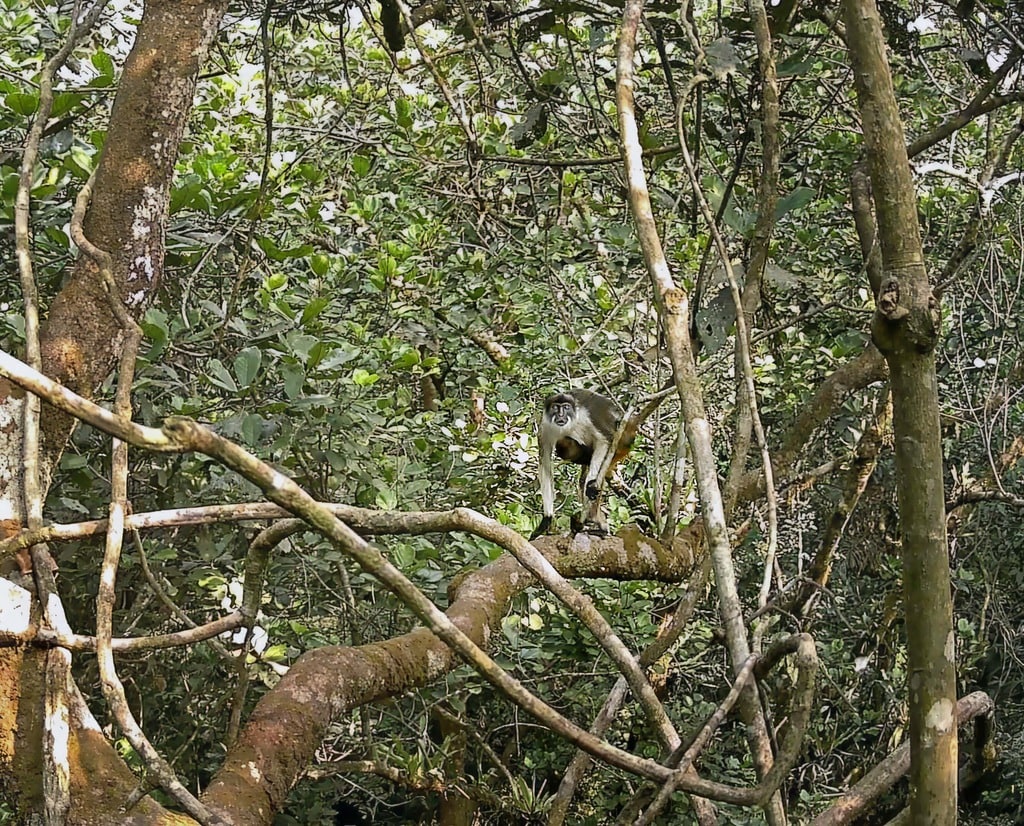 ニジェール デルタで撮影されたアカコロブスザル。イケメはこの種を絶滅危惧の危機から救った功績が高く評価されている。©SW/Niger Delta Forest Project