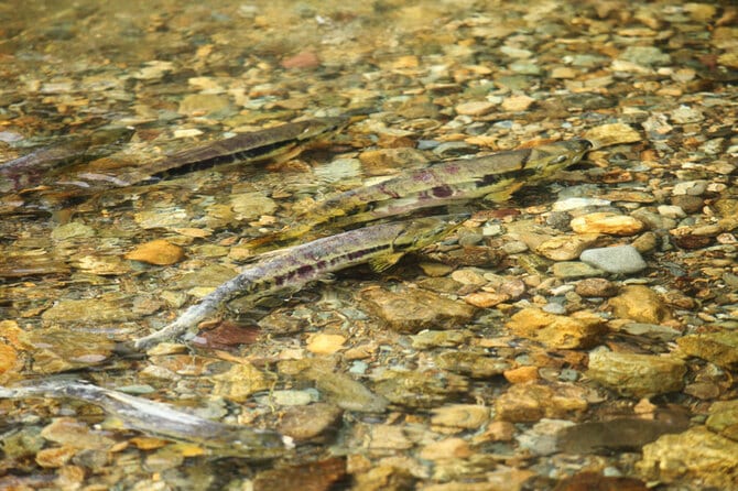 中津川の鮭の遡上。