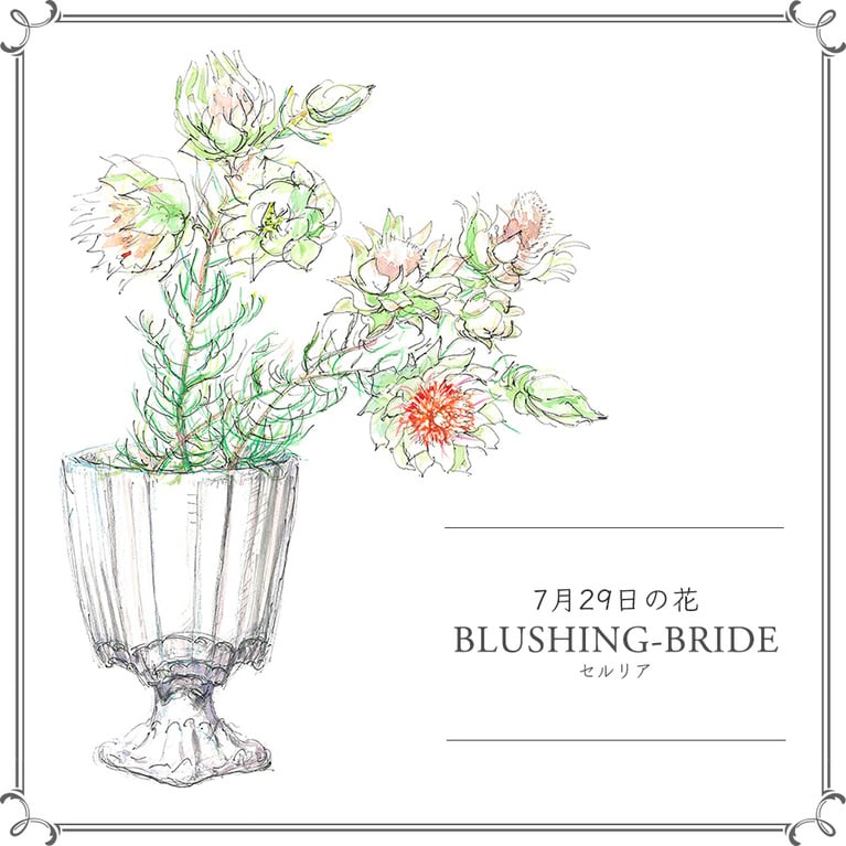 7月29日の花「セルリア」