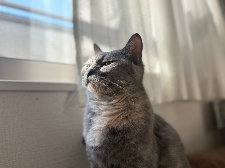 わさび ♀ 9歳。「最近保護猫を2匹お迎えしたのですが、先住猫のわさびが鋭い視線で見つめている様子。仲良くなるにはもう少し時間がかかりそうです」（飼い主さんより）。