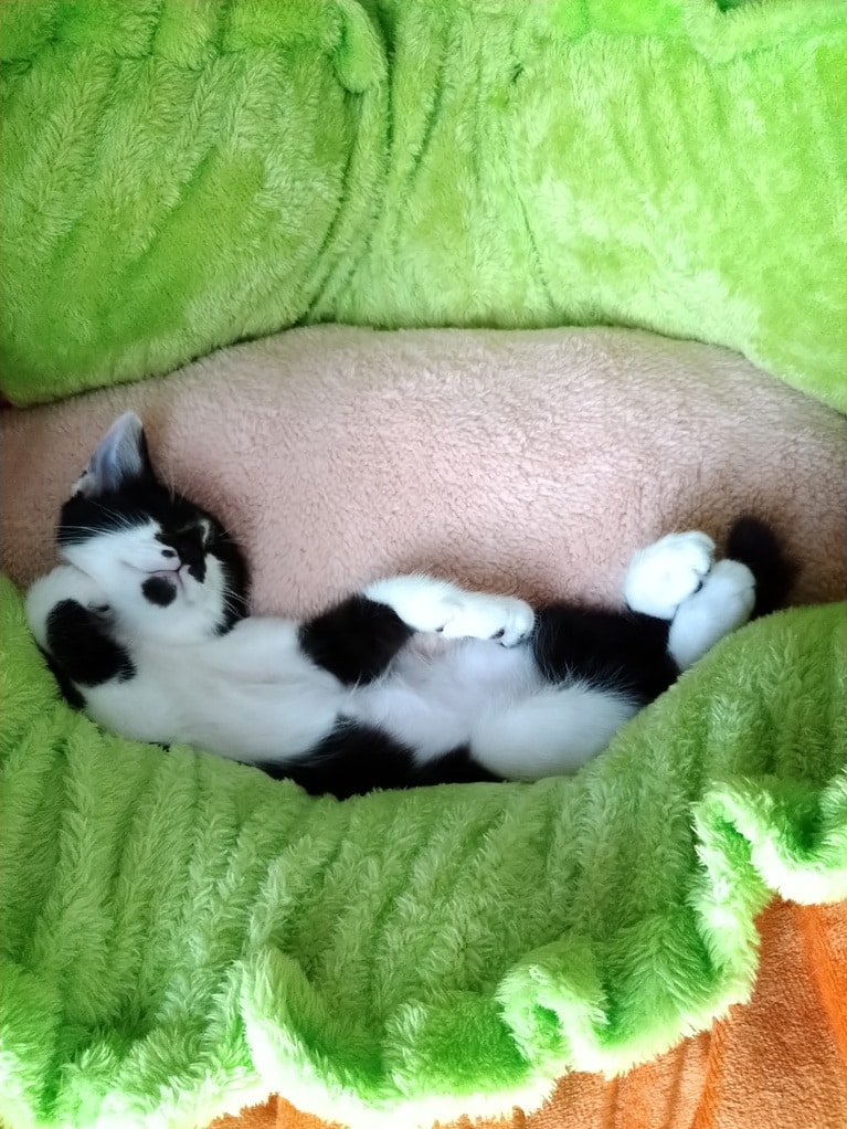 シャオ ♀ 6カ月（当時。現在は4歳）。「静かなので『寝てるのかな？』と覗いてみたら、このポーズ！！　考え事をしながら眠ったのかなぁ～と思ったらクスッとしてしまいましたぁ～」（飼い主さんより）。