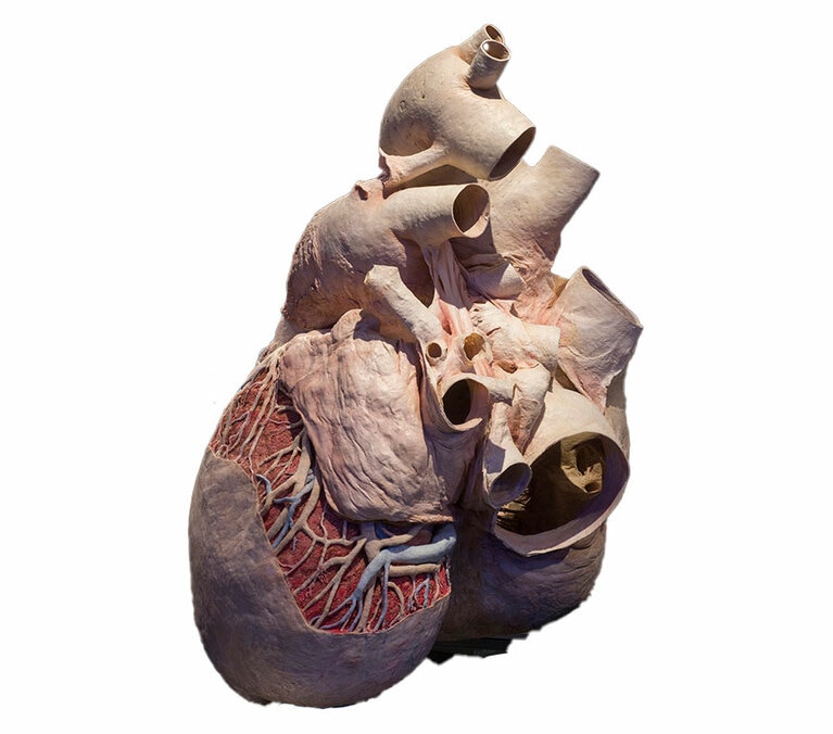 シロナガスクジラの心臓の実物大レプリカ。Courtesy of ROM (Royal Ontario Museum), Toronto, Canada　撮影：山本倫子。