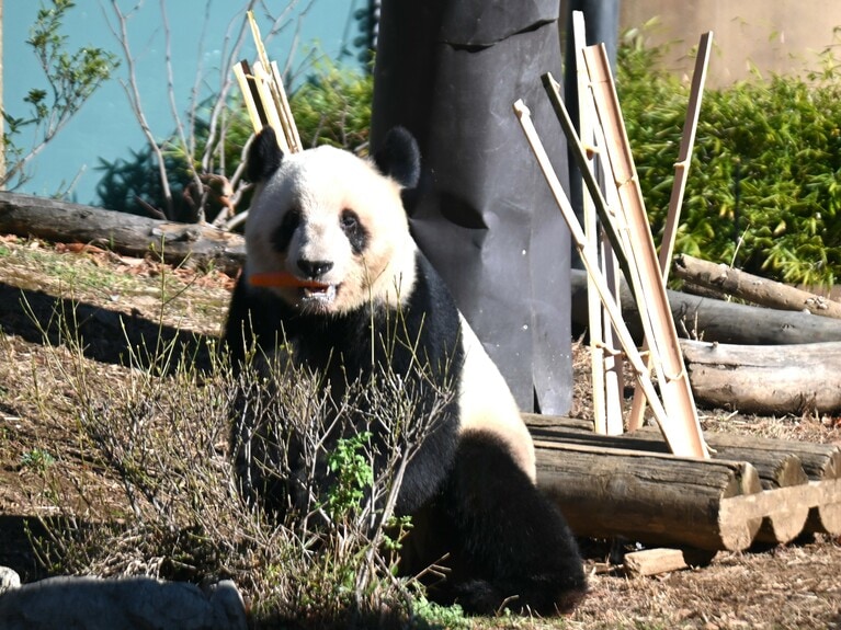 上野動物園でニンジンを食べるレイレイ。（2025年12月26日、筆者撮影）