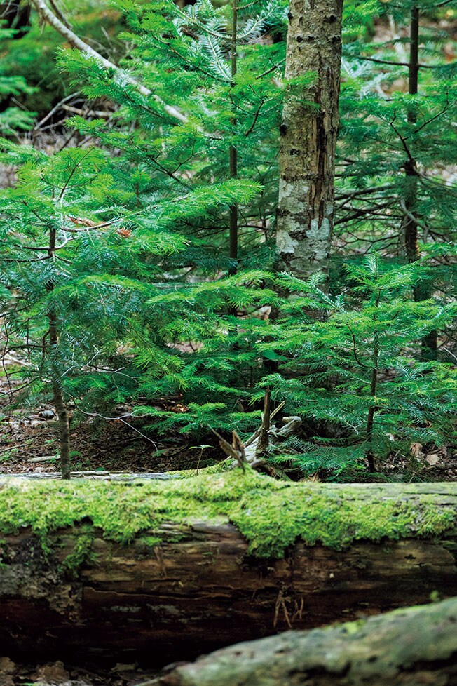 原生林の倒木に生える小さなトドマツ。