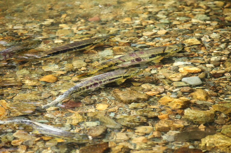 中津川の鮭の遡上。
