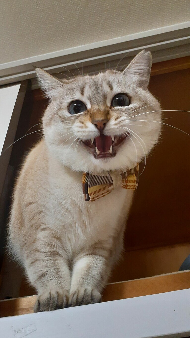 凪。（なぎまる） ♀ 推定4歳（保護猫の為）。奄美大島のノネコ出身の凪ちゃんはいつもは甘えん坊のベタベタですが、カメラを向けられると視線をそらしてしまいがちです。けれど上（天袋）に登っている時はカメラに近づいて可愛い表情を撮らせてくれます！　この1枚もそんな中から生まれました（ケイさん）