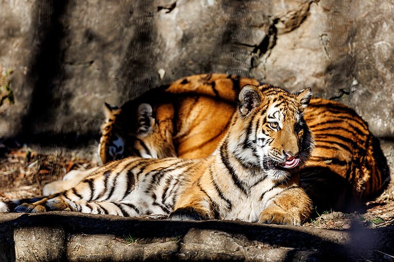 イチとフタバ。