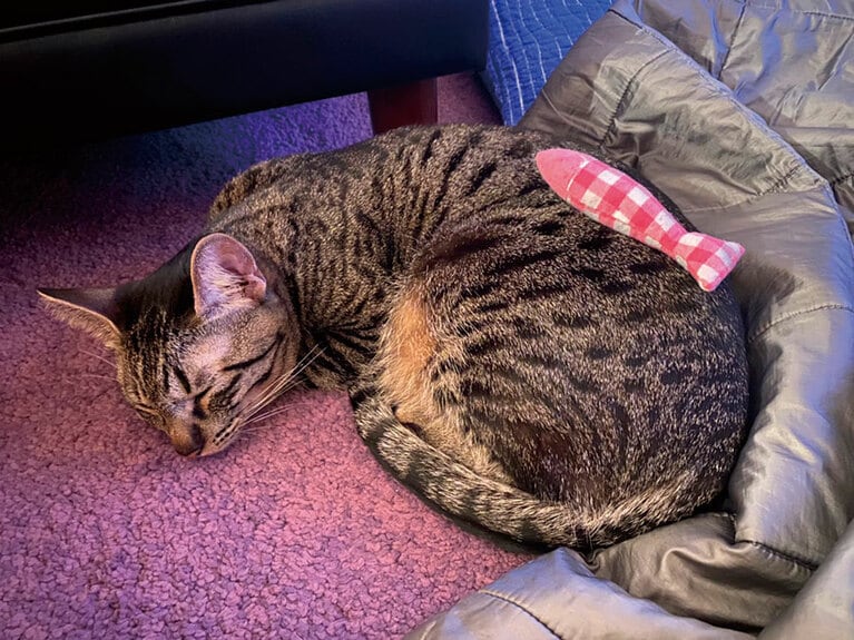 14:00　各自、好きな場所でお昼寝。　『保護ネコに幸せにしてもらった僕の推しネコ活』（主婦の友社）より