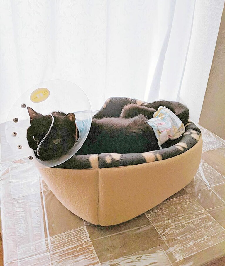 闘病中の春くん。