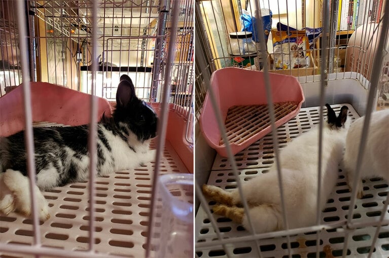 現在一緒に暮らしているウサギのうさ山（左）とうさ野（右）。