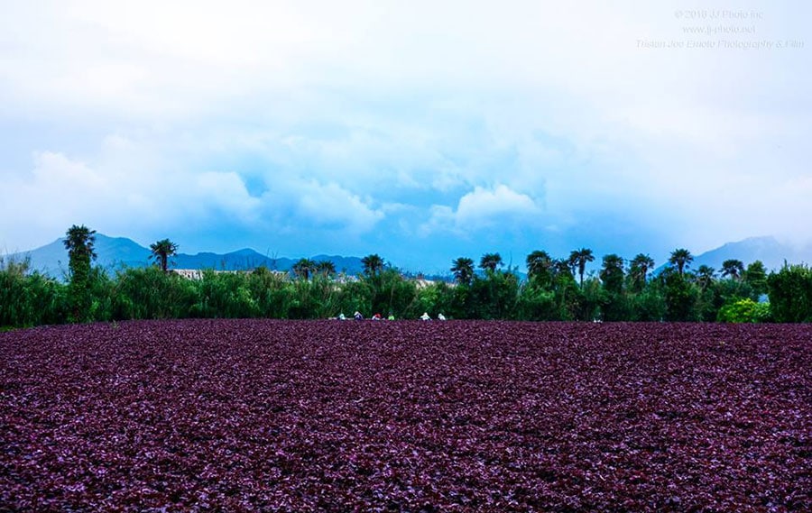 地元の農家さんたちと共に、無農薬で赤紫蘇栽培に取り組んでいる。