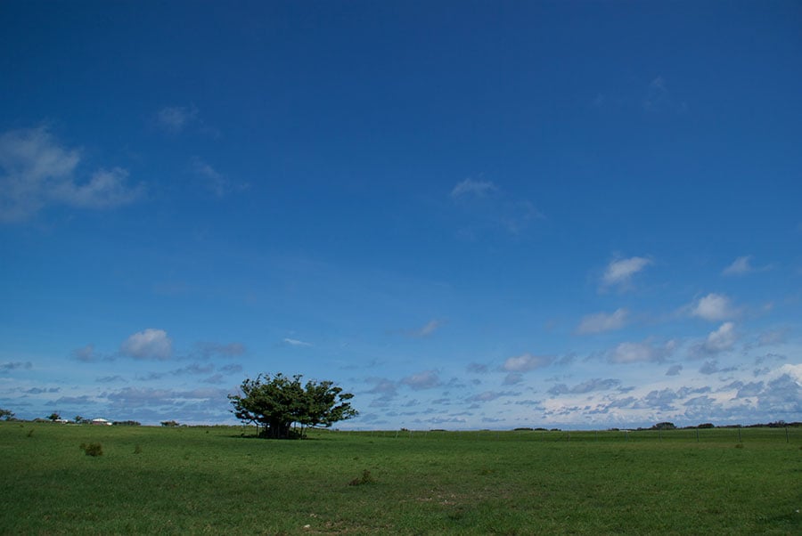 島のほとんどが牧草地。一周13キロの島とは思えないほど、雄大な光景。©︎竹富町観光協会