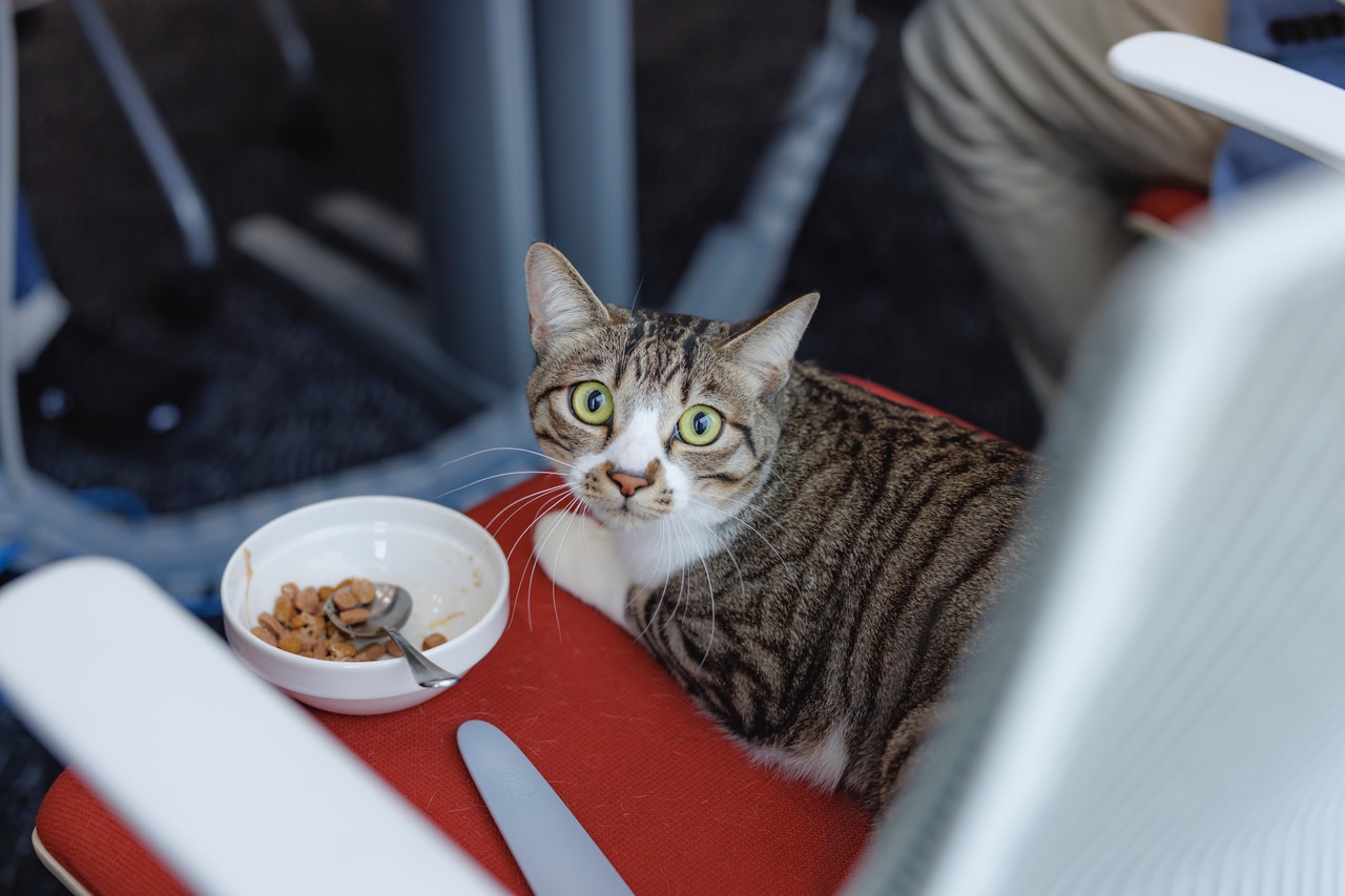 会社でも落ち着いて食事ができるドロンパくん。