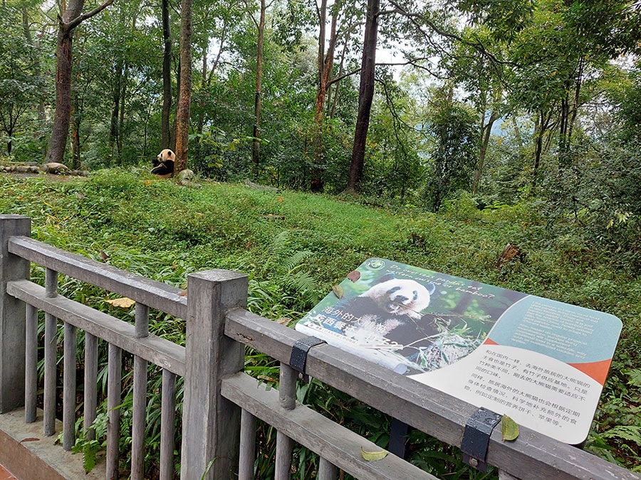 アメリカのスミソニアン国立動物園で2015年8月22日に生まれたベイベイ。ベイベイのネームプレートとは別に、シャンシャンの写真を使った掲示（写真手前）もある。ベイベイの隣のエリアにはヤオマンが移ってきた。2023年10月12日（木）撮影。