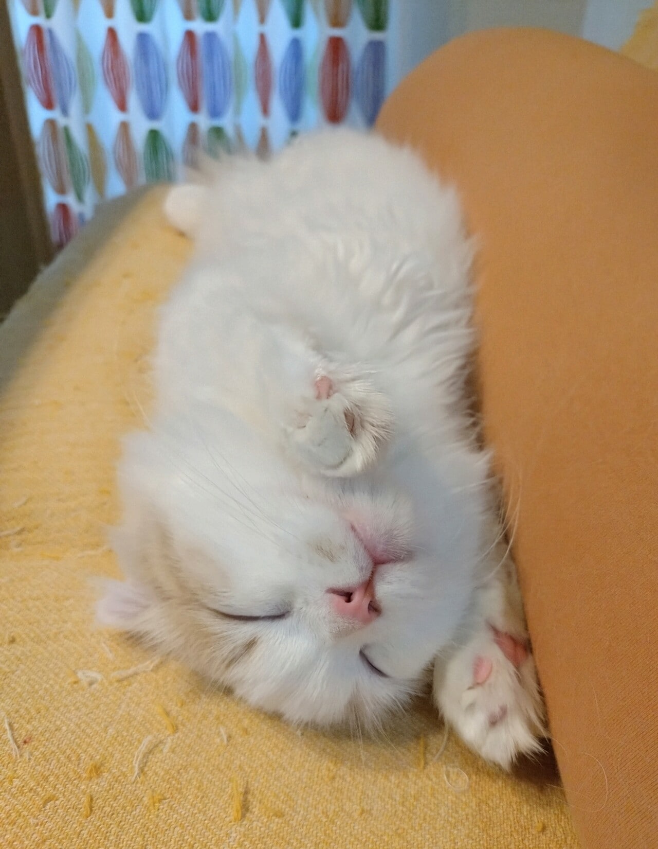 すやすや部門2位：りん ♂ 1歳。