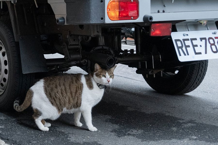 観光客に慣れているのか、逃げません。