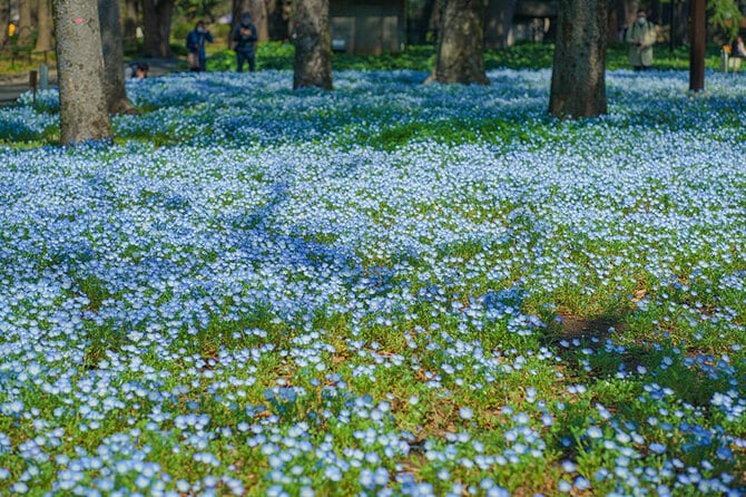 日比谷公園のネモフィラ。写真：IBUKi/イメージマート