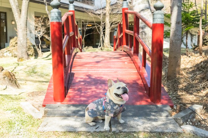 愛犬のフレンチブルドッグ・ぼんを連れて宿の中庭ドッグランへ。