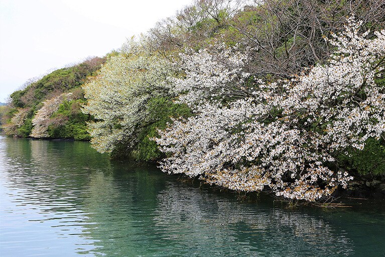 【長崎県】半城湾の山桜。