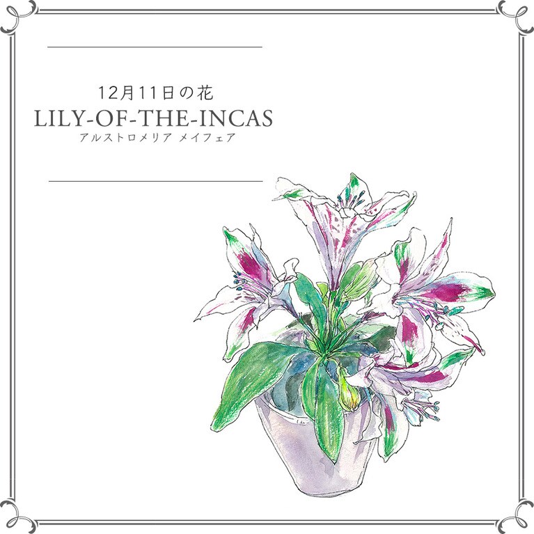 12月11日の花「アルストロメリア メイフェア」