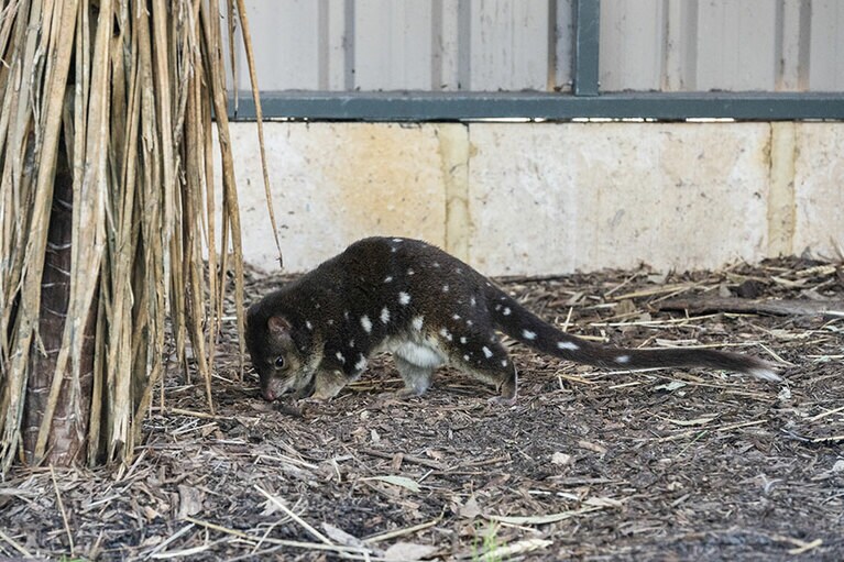 すばしっこいフクロネコ。