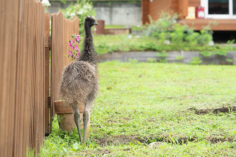 エミュー。